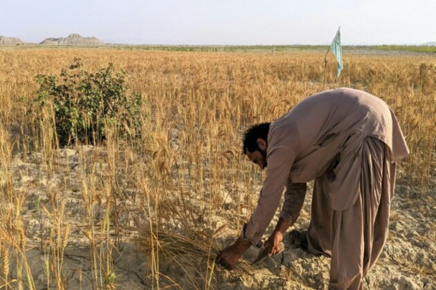 Pakistan: Farmers across Punjab protest against low wheat prices, govt policies