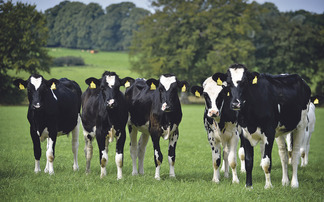 Why you should rethink your dairy heifer inventory to boost financial return on-farm