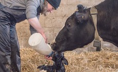 How to maximise colostrum quality