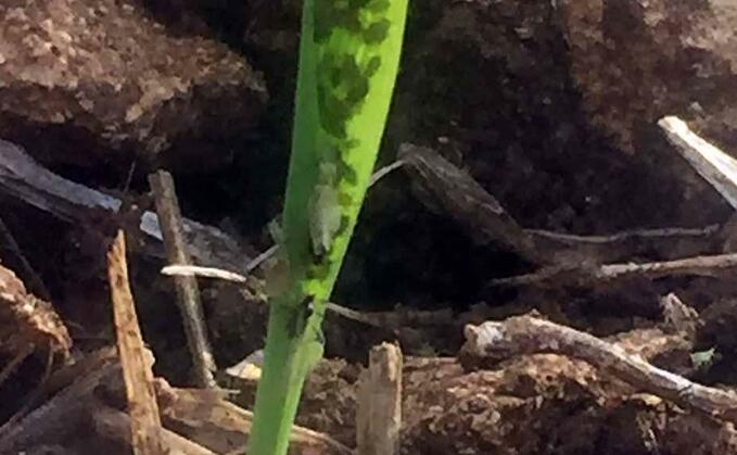 Pest numbers lower in no-till crops