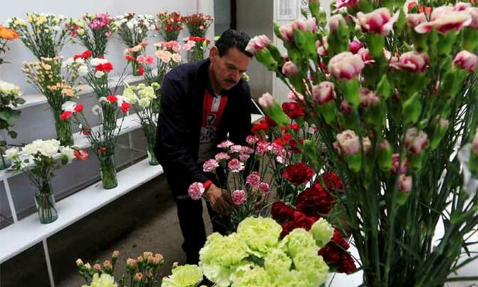 Valentine's Day a rosy opportunity for jobless Colombians Valentine's Day a rosy opportunity for jobless Colombians