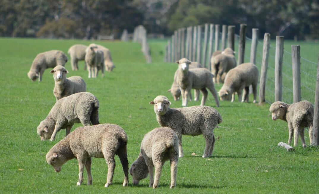 A $3 million Green Sheep Project has started and includes various producer and landholder groups from around Australia.