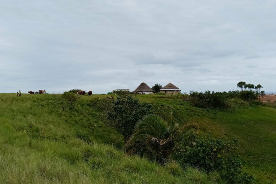 Traditional food systems nourish communities and protect the environment: lessons from South Africa's Amadiba