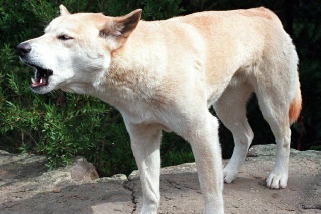 Paramedics: Dad saved toddler from dingo attack in Australia