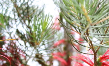 Alcoa's Huntly mine landscape.