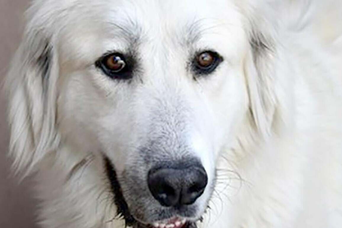 CHA Pet of the Week- Stella Nova
