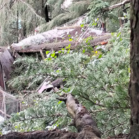 Shimla landslide forces evacuation in Benmore locality, 30 families at risk
