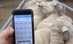 New app for ewe management