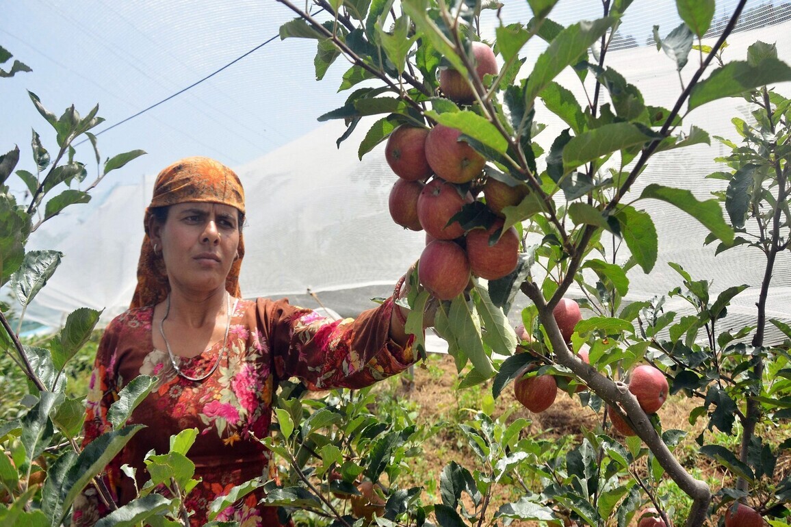 Himachal's Apple growers plan mass agitation against zero-tariff US apple imports, seek state support