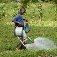 Afrique de l'Ouest : une etude met en lumire la dure realite des enfants migrants travailleurs