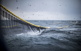 'Deep Decline': Half of UK's top 10 fish stocks critically low or overexploited