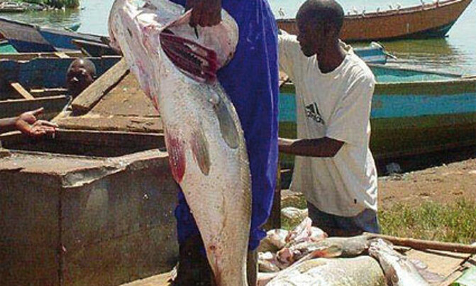 Will Nile Perch mark 70 years in L. Victoria? Will Nile Perch mark 70 years in L. Victoria?