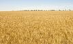 High yields for irrigated wheat