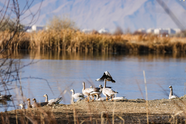 CHINA-XIZANG-HUMAN-NATURE-COEXISTENCE (CN)