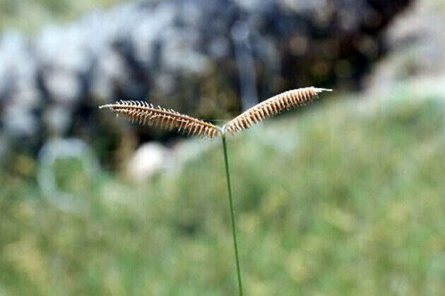 EPAA announces discovery of three new recorded plant species in UAE