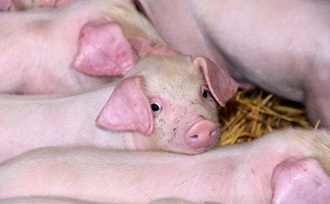 UK Government to test African swine fever contingency plans