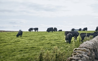 'Beef Sustainability Pilot': Co-op to reward farmers that slash emissions