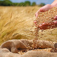 Russia boosts wheat exports to Kenya report