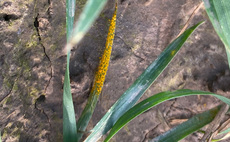 Frosts have kept the variation in early and later sown crops, which are generally a growth stage apart