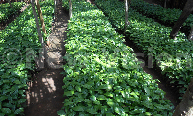 Promote coffee consumption for job creation Promote coffee consumption for job creation