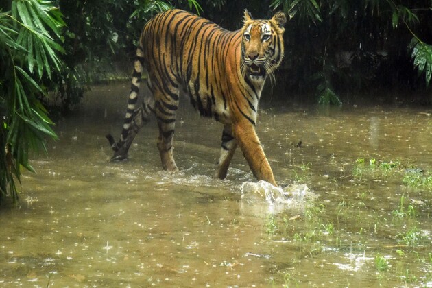 Nationwide tiger census begins in Nepal with 1,100 camera traps