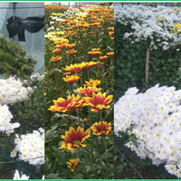 Blooms of Gratitude: Honoring the Flower Growers Behind Panagbenga Festival