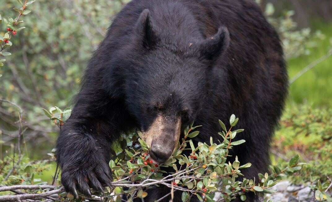 New figures from Statistics Canada (StatCan) and ABARES reinforced a bearish tone for grain and oilseed prices. 