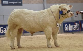 Stirling bull sales: High of 18,000gns three times for Charolais