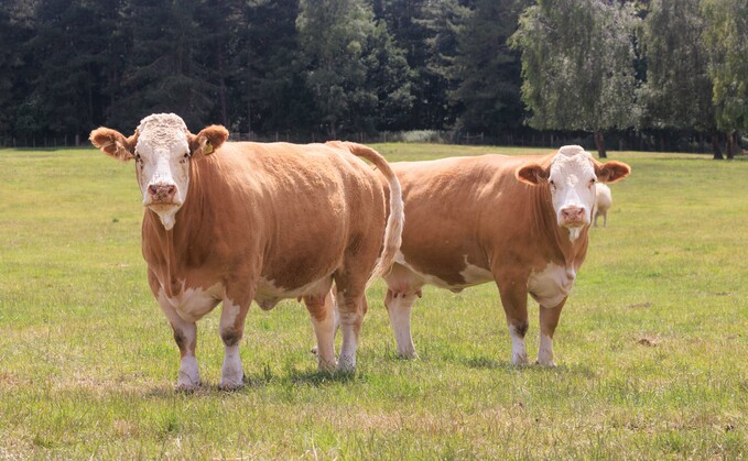 Female families are key to Simmental herd success