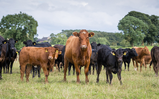 Medicine usage implications for organic suckler herds