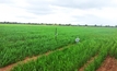 The heat is on: wheat stress research aims to improve yield