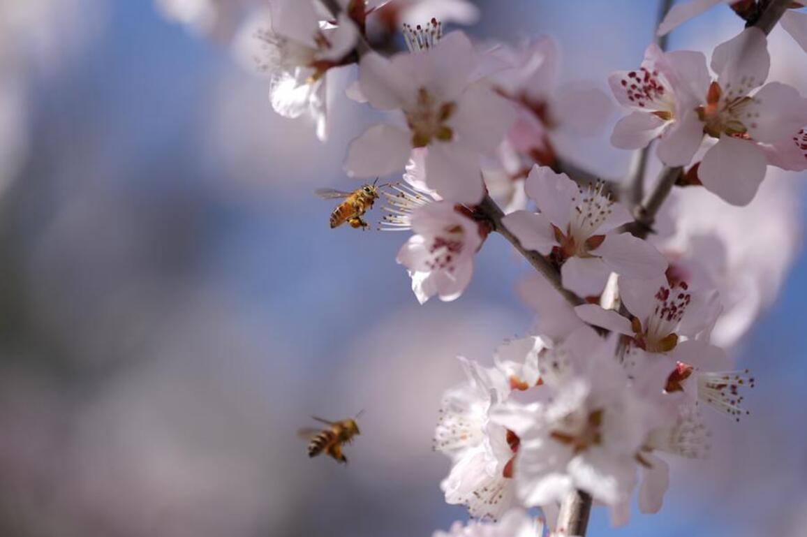 No crowd, no effort: honey bees adjust their waggle dance based on audience