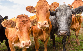 Farm vets must be part of bluetongue response