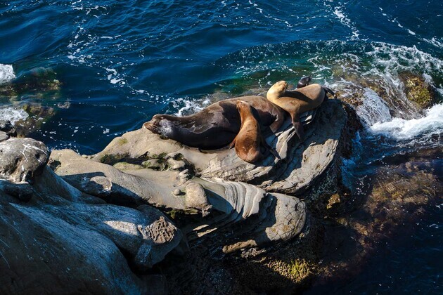Man pleads guilty to kicking sea lion