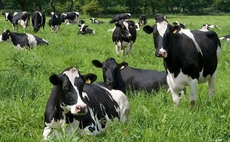 Aligned dairy farmers consider jumping ship
