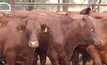 Aussie beef to test global prices