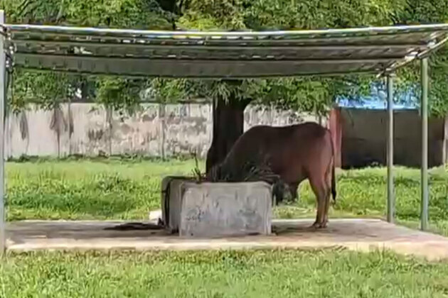 Visitors flock to Dhaka Zoo to see Bangladesh's viral sensation 'Trump' buffalo