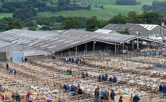 NEMSA gimmer lambs to 700/head at Hawes