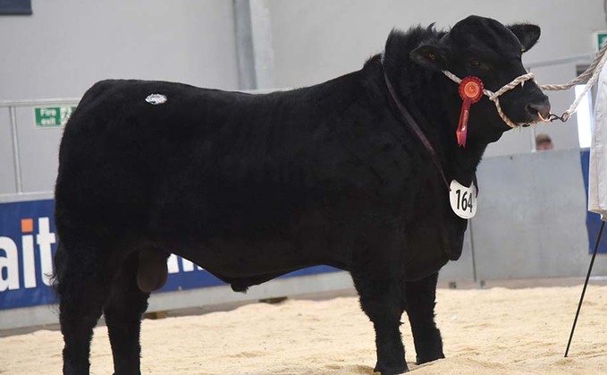 STIRLING BULL SALES: Aberdeen-Angus bulls top at 25,000gns for a second year