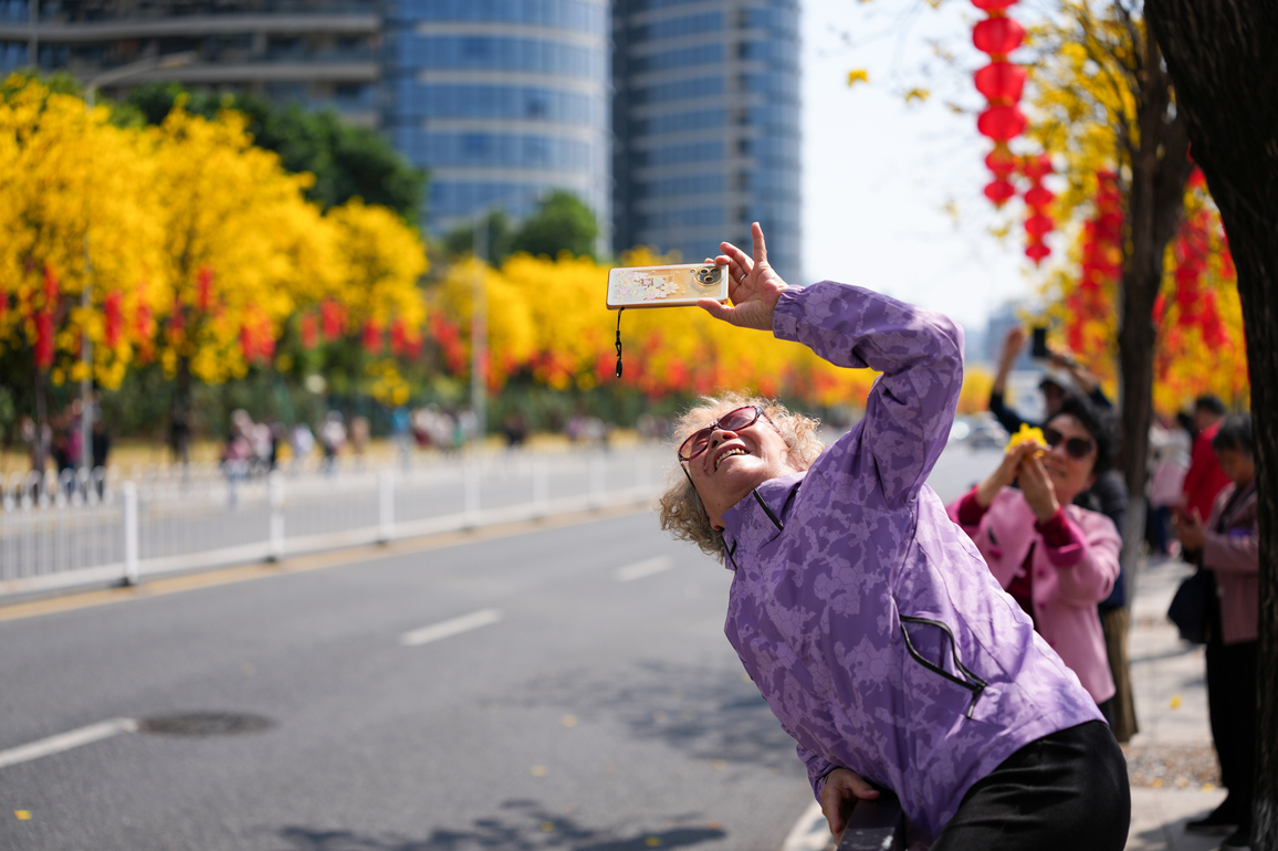 CHINA-GUANGDONG-GUANGZHOU-TABEBUIA CHRYSANTHA-BLOSSOM (CN)
