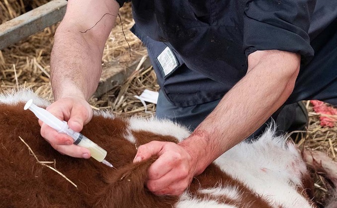 The report said despite a voluntary 55 per cent reduction in the use of UK farm antibiotics between 2014 and 2021, farmers were still using ‘mass medication to control diseases’ with 75 per cent of British farm antibiotic use for group treatments