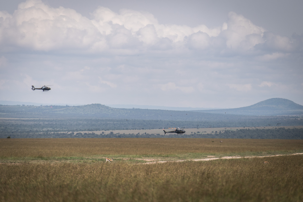 KENYA-LAIKIPIA-BLACK RHINO-TRANSLOCATION