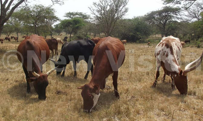 Lyantonde opens livestock markets despite quarantine Lyantonde opens livestock markets despite quarantine