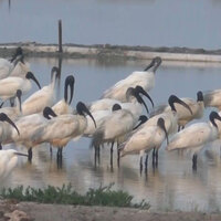 Black-headed Ibis, spotted in large numbers in Thoothukudi salt pans in Tamil Nadu