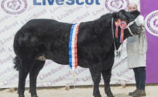 Calypso reigns supreme at LiveScot