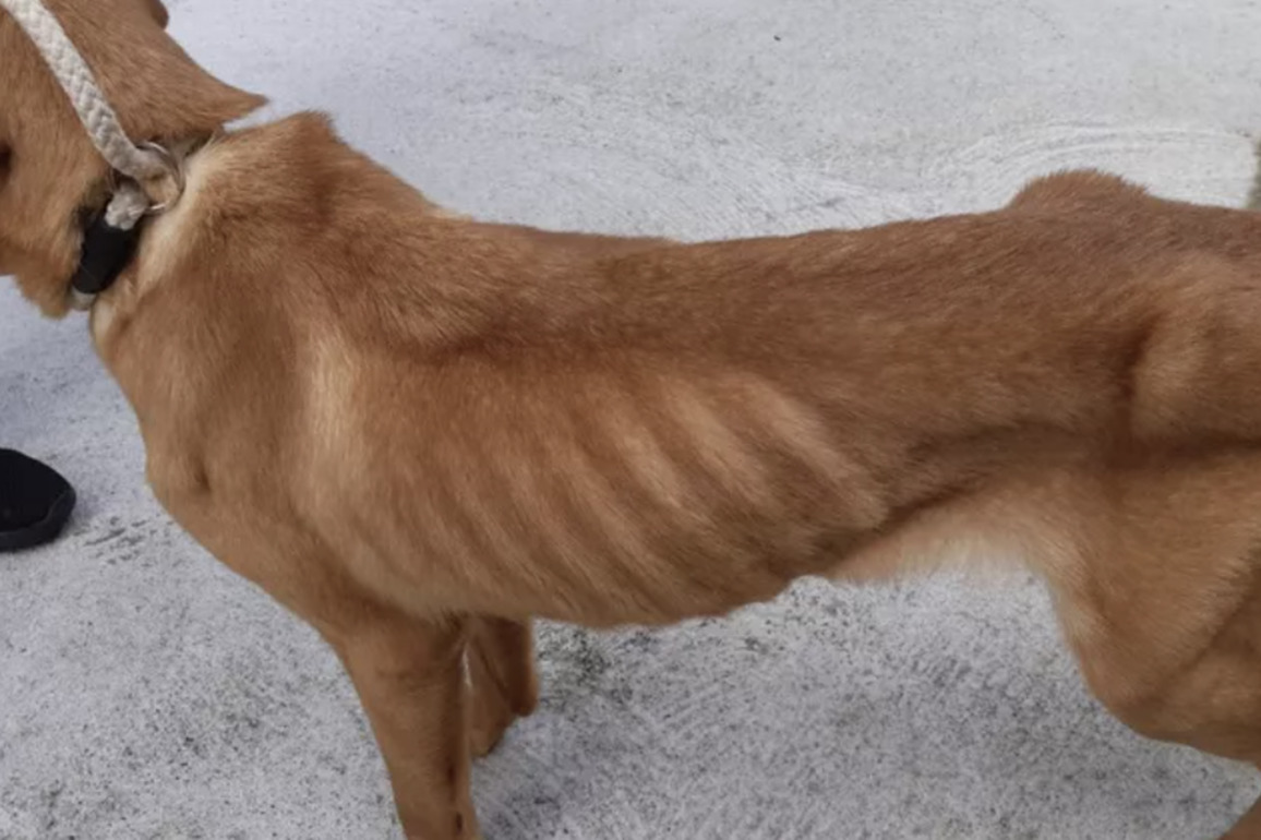 Cruel Scot left starved dogs scavenging for food in cage covered with faeces
