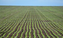 Rabobank has forecast canola plantings to drop by nearly 13 per cent this year.Photo: Mark Saunders.