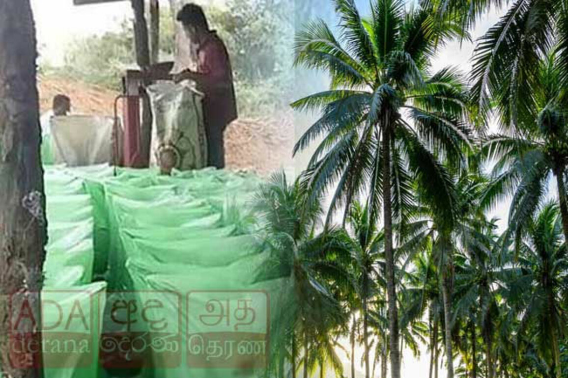 Govt to provide fertilizer subsidy for coconut farmers this month