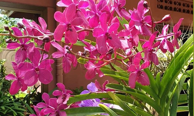 Colour up your yard with orchids Colour up your yard with orchids