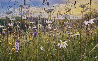 Amey launches first Nature Positive Strategy